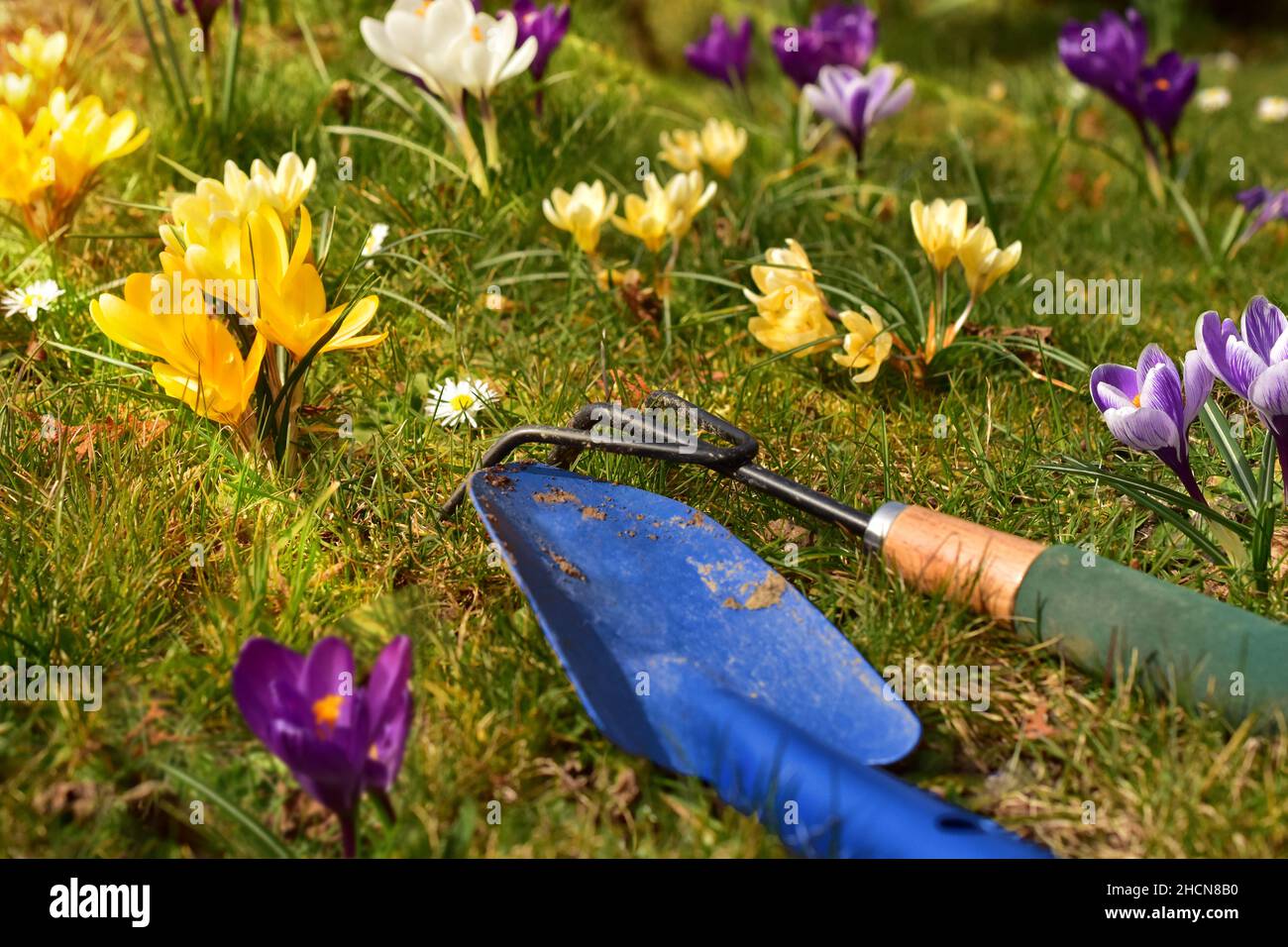 grass and flowers from above with a blue shovel Stock Photo