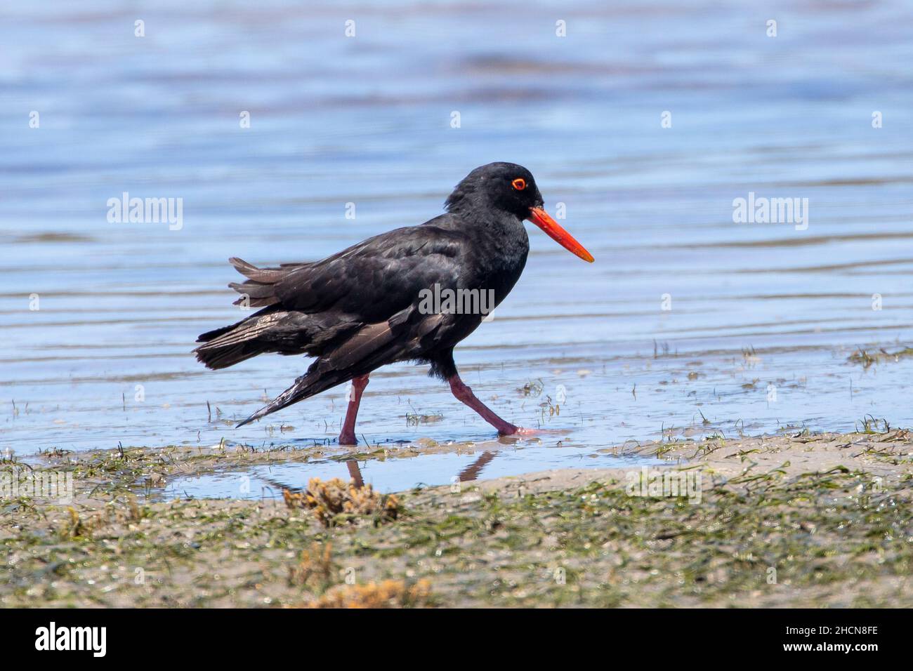 African Oystercatcher (Haematopus moquini) aka African Black