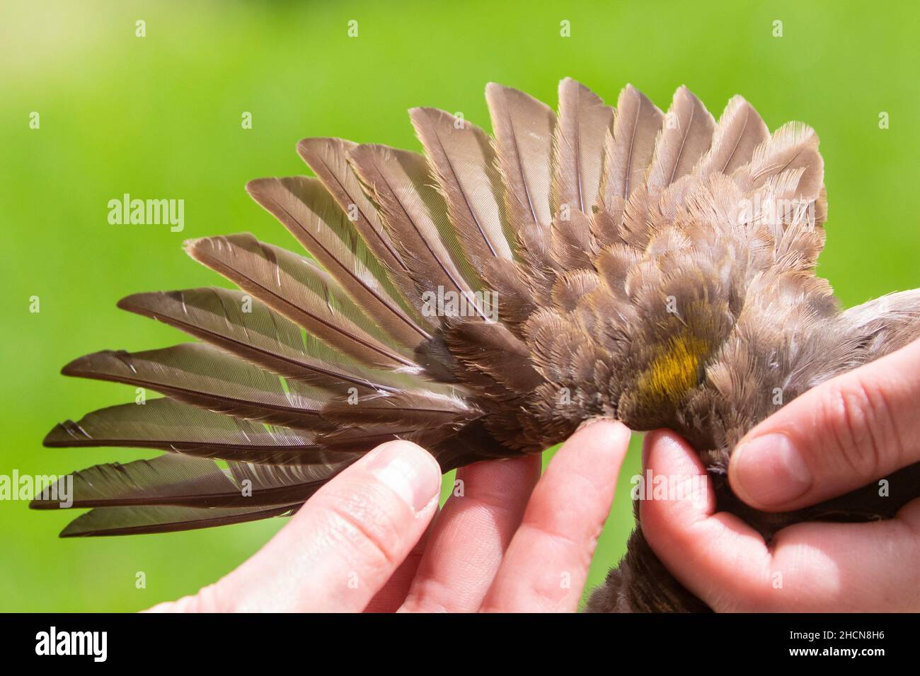 Juvenile Greater Honeyguide ( Indicator indicator) Honeywood Farm, Grootvaderbosch, Western Cape, South Africa wing feather detail Stock Photo