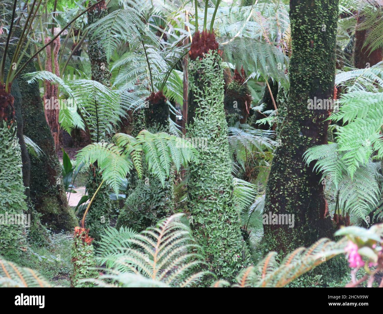 Exotic, tropical ferns in one of the glasshouses at Glasgow Botanic