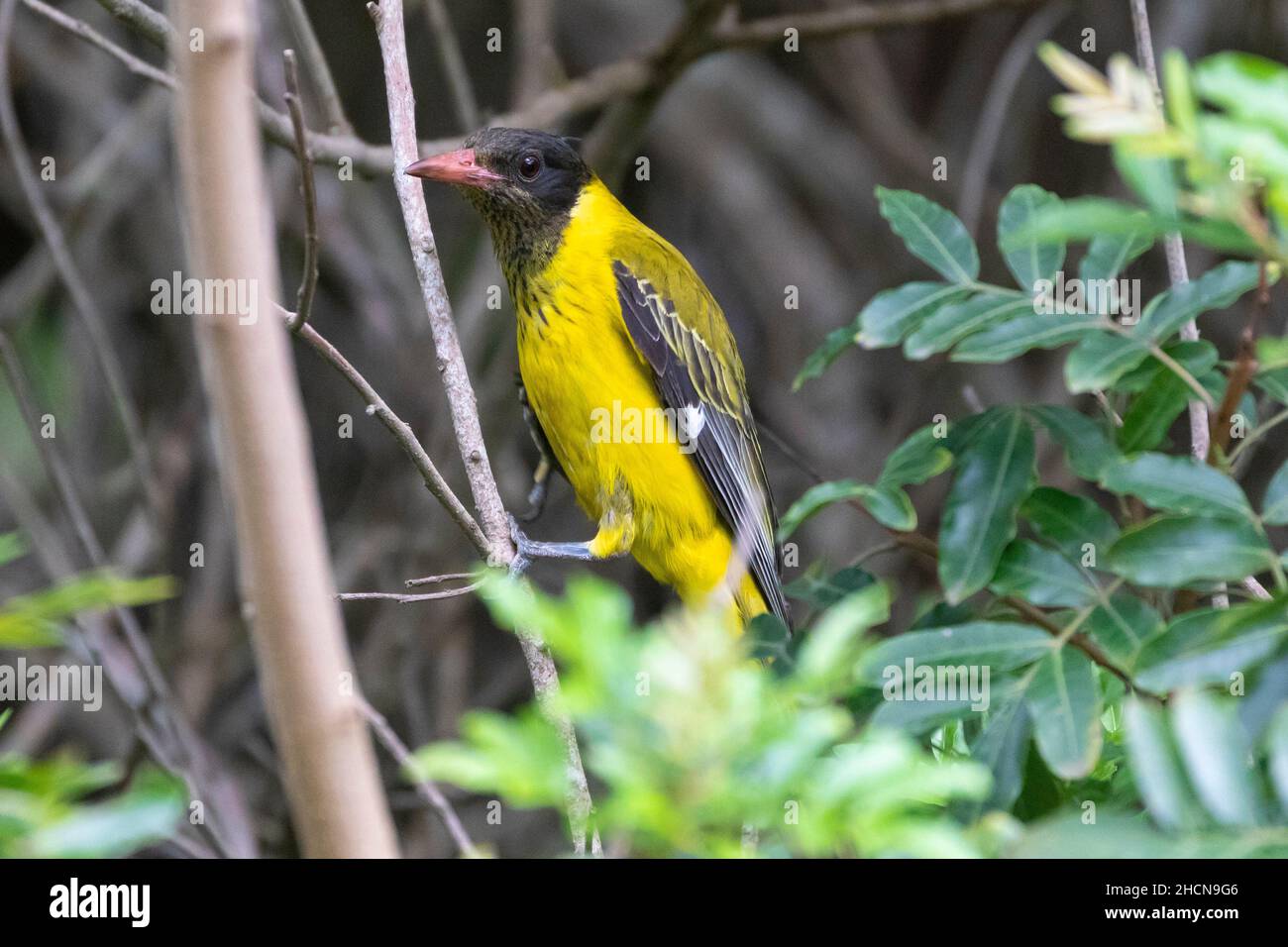 Immature Black-headed Priole (Oriolus larvatus), Wilderness, Western Cape, South Africa Stock Photo
