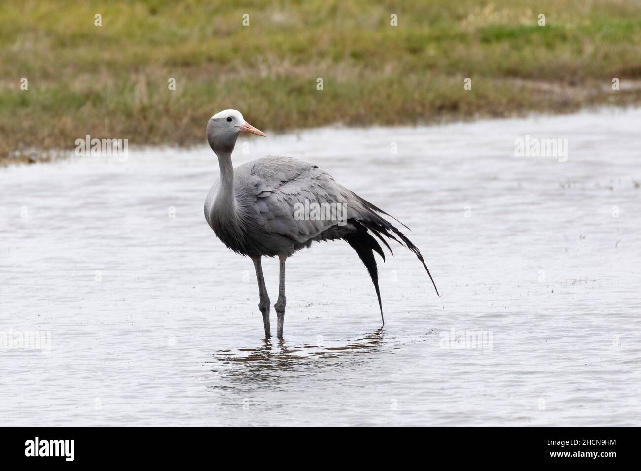 Blue Crane / Stanley Crane / Paradise Crane (Anthropoides paradiseus) Overberg, Western Cape, South Africa. Listed as Vulnerable due to habitat loss , Stock Photo