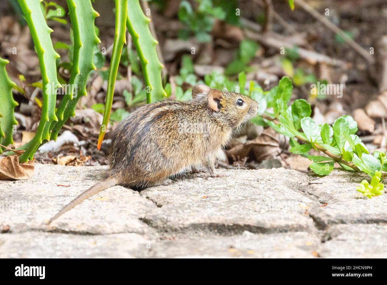 Four-striped Grass Mouse (Rhabdomys pumilio) Wilderness, Western Cape, South Africa Stock Photo