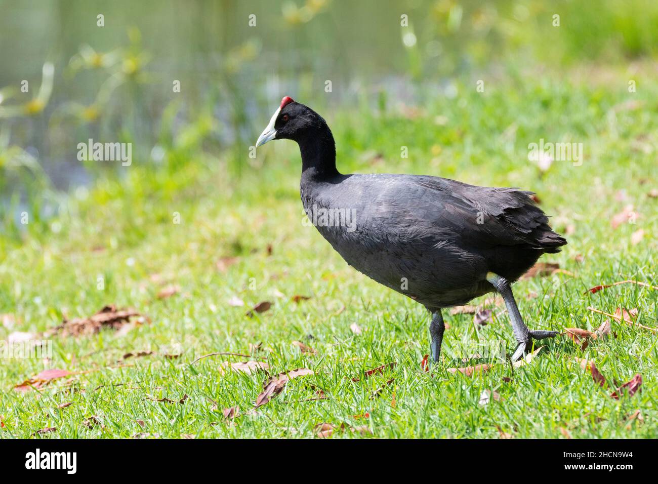Red-knobbed Coot (Fulica cristata) on land, Wilderness, Western Cape, South Africa Stock Photo