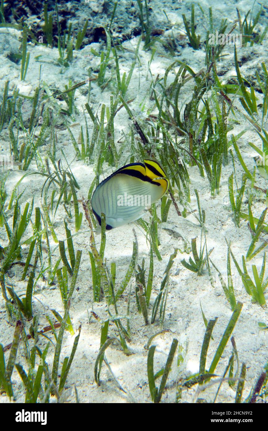 View of chaetodon vagabundus fish in Indonesia Stock Photo
