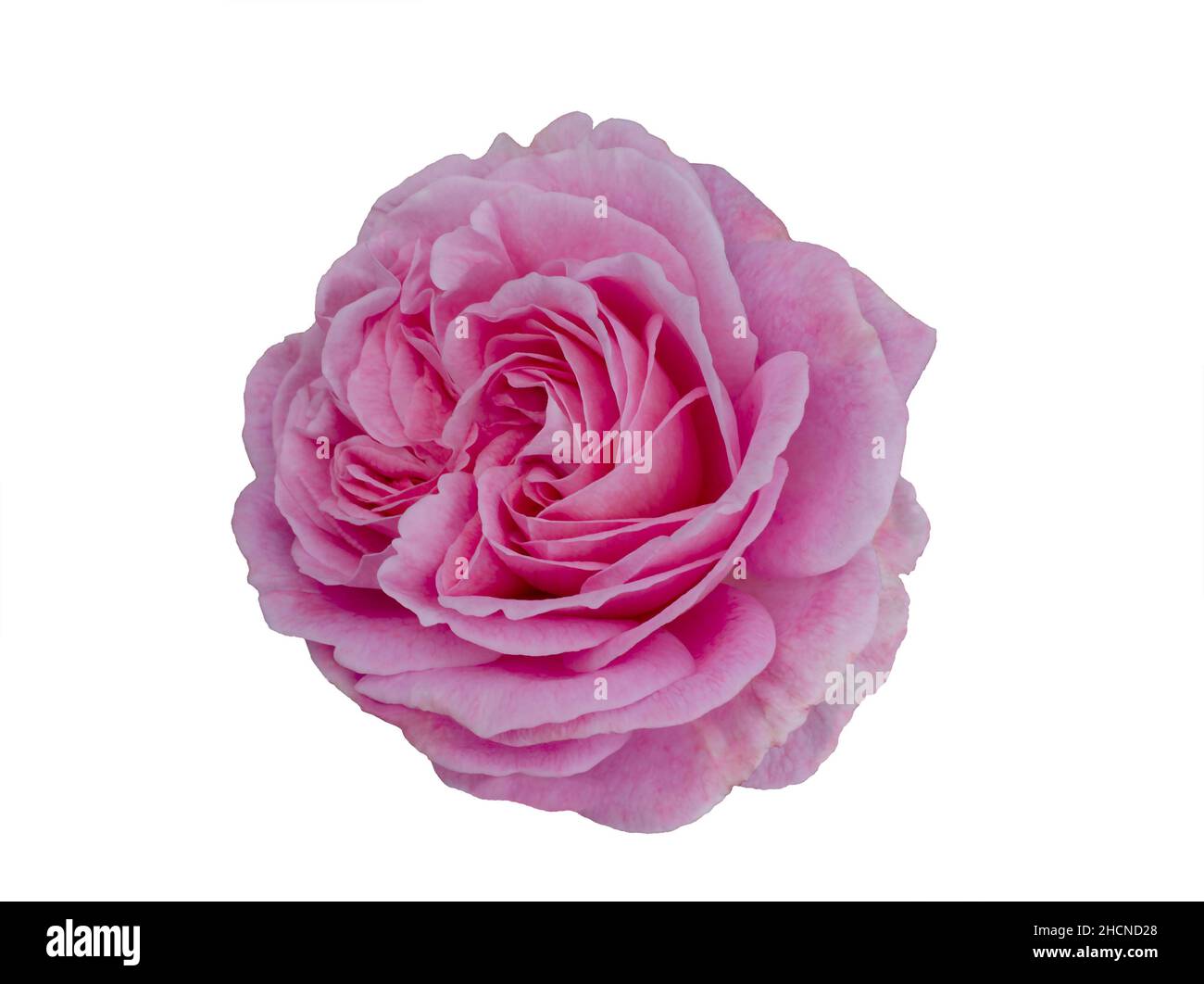 Fresh beautiful pink rose isolated on white background Stock Photo - Alamy