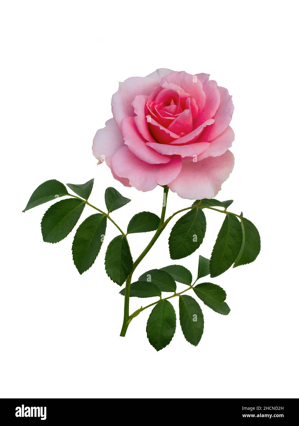Delicate pink rose with green leaves isolated on white background Stock ...