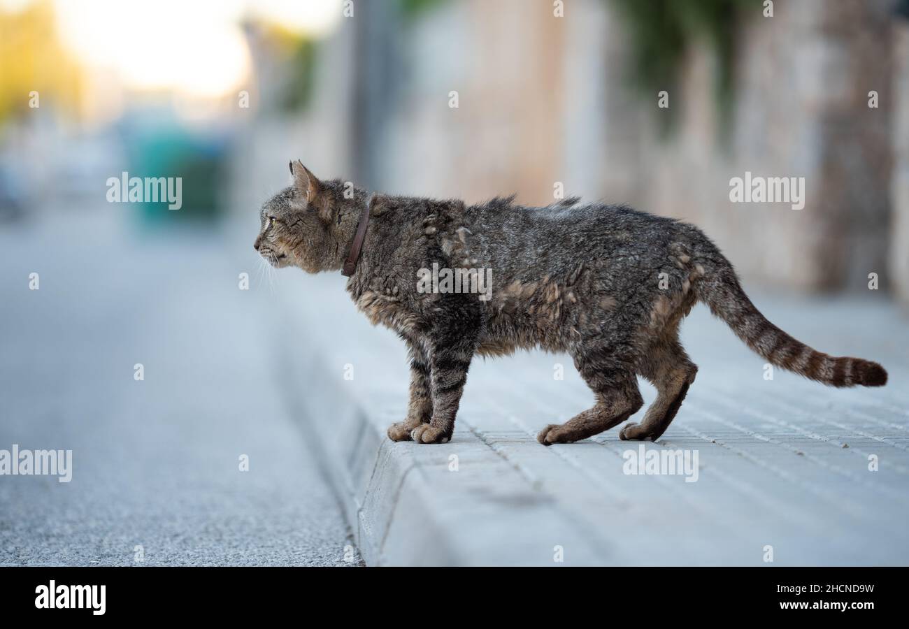 トップス MIXTA TABBY CAT WALKKING TRAIL CN SWEAT トップス MIXTA TABBY CAT WALKKING TRAIL CN SWEAT A Tabby Cat