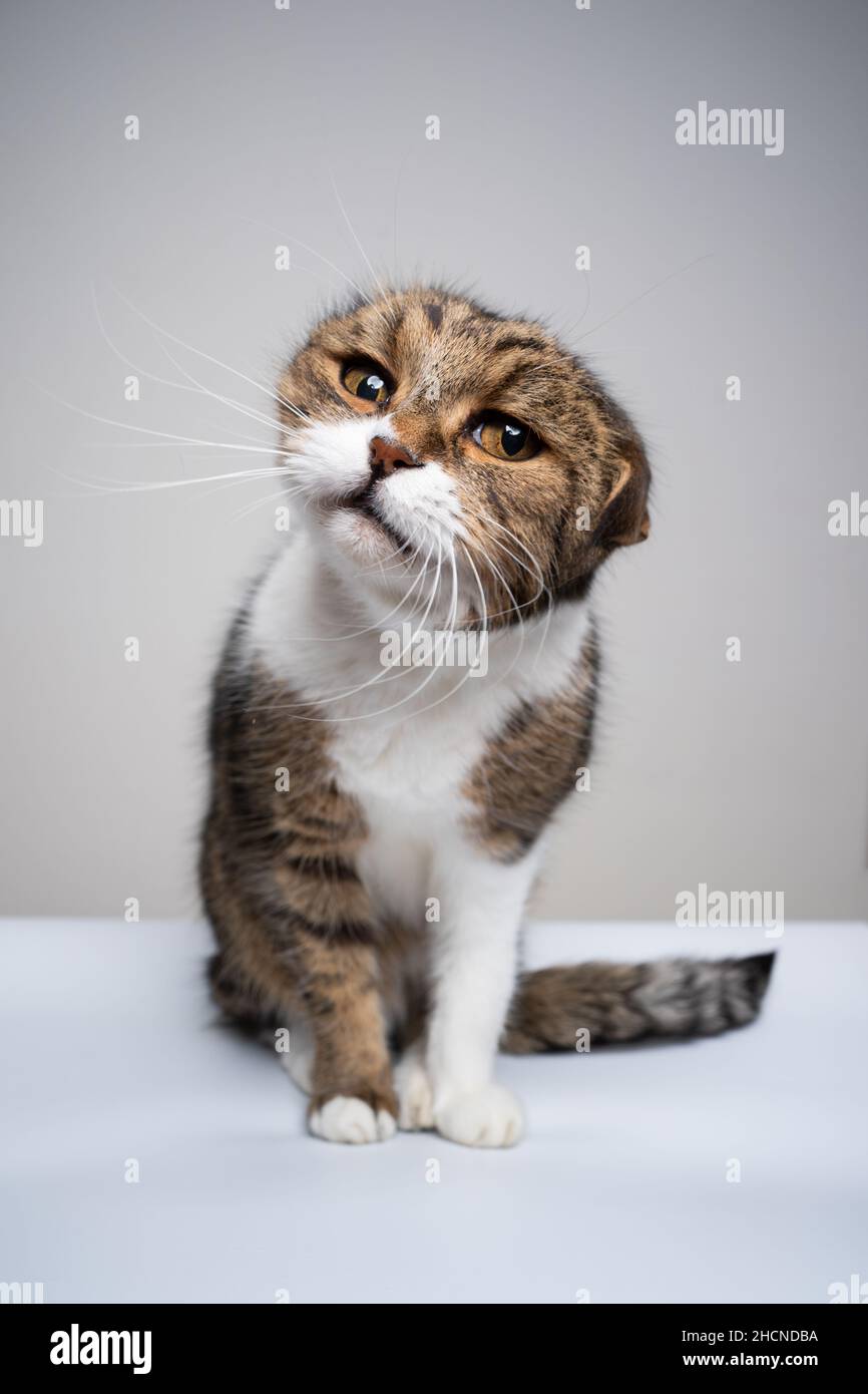 funny tabby white cat shaking head looking at camera Stock Photo Alamy