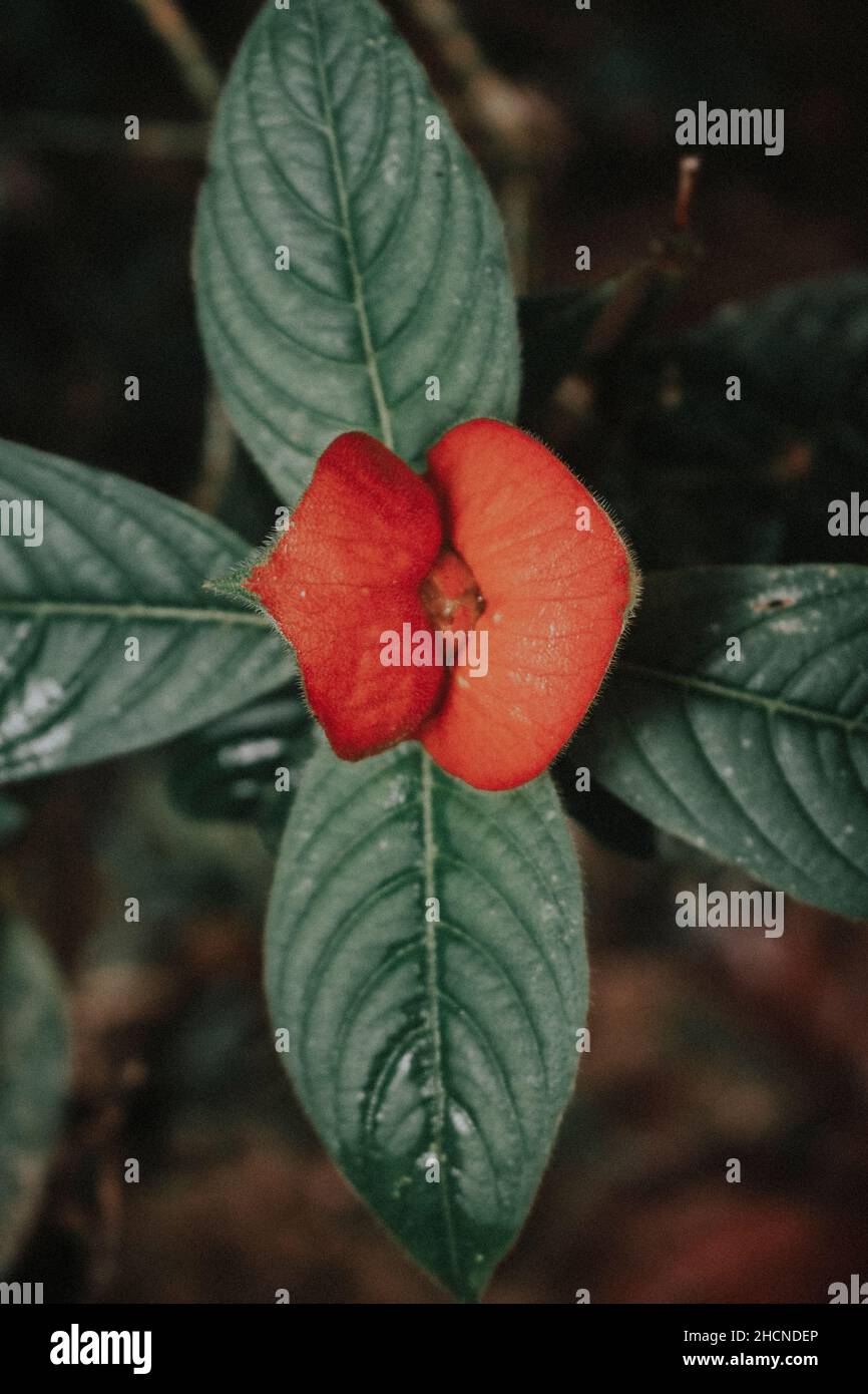 Red flower of Palicourea elata, formerly Psychotria elata, commonly known as girlfriend kiss Stock Photo