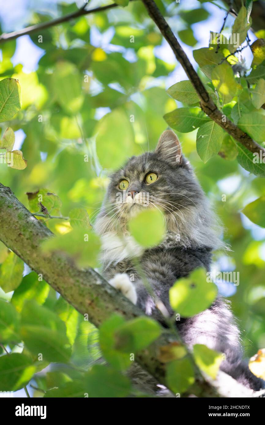 blue tabby maine coon cat climbing high up in the trees observing Stock