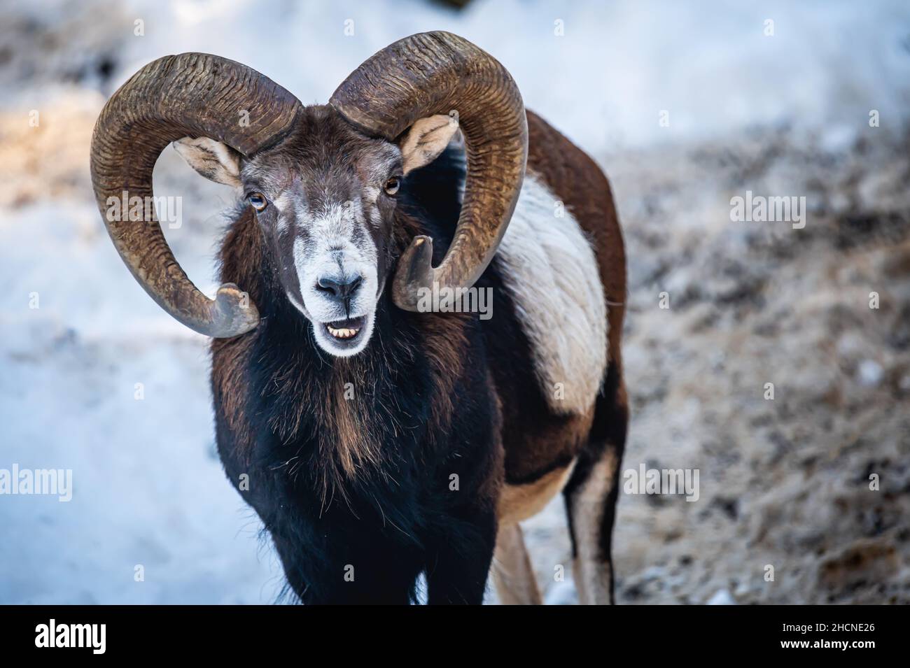 European mouflon of Corsica .One male Ovis aries musimon opening mouth. Beauty in nature. Stock Photo