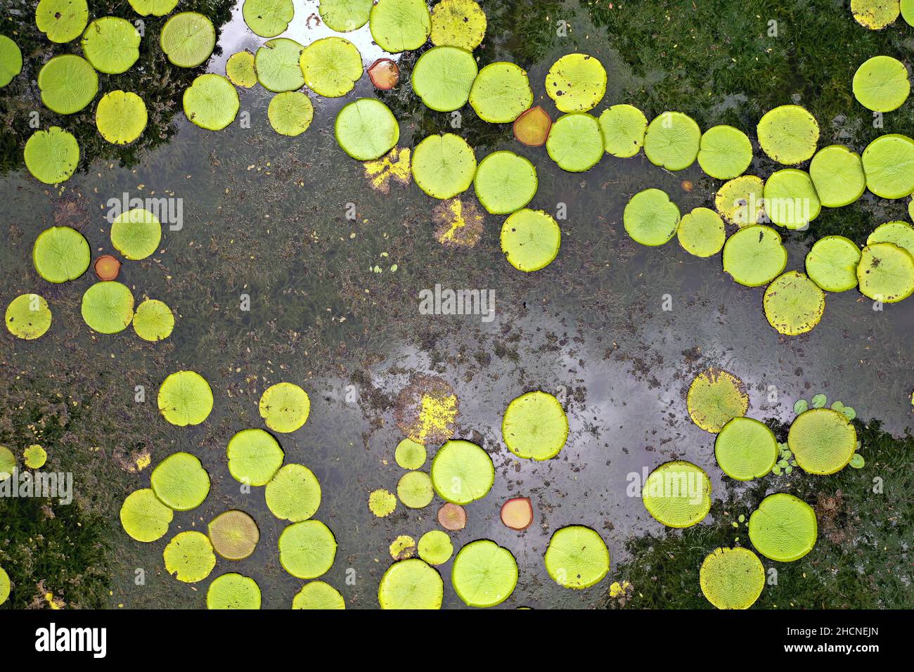 Top view of the lily pond on the island of Mauritius.Botanical Garden on the paradise island of Mauritius Stock Photo