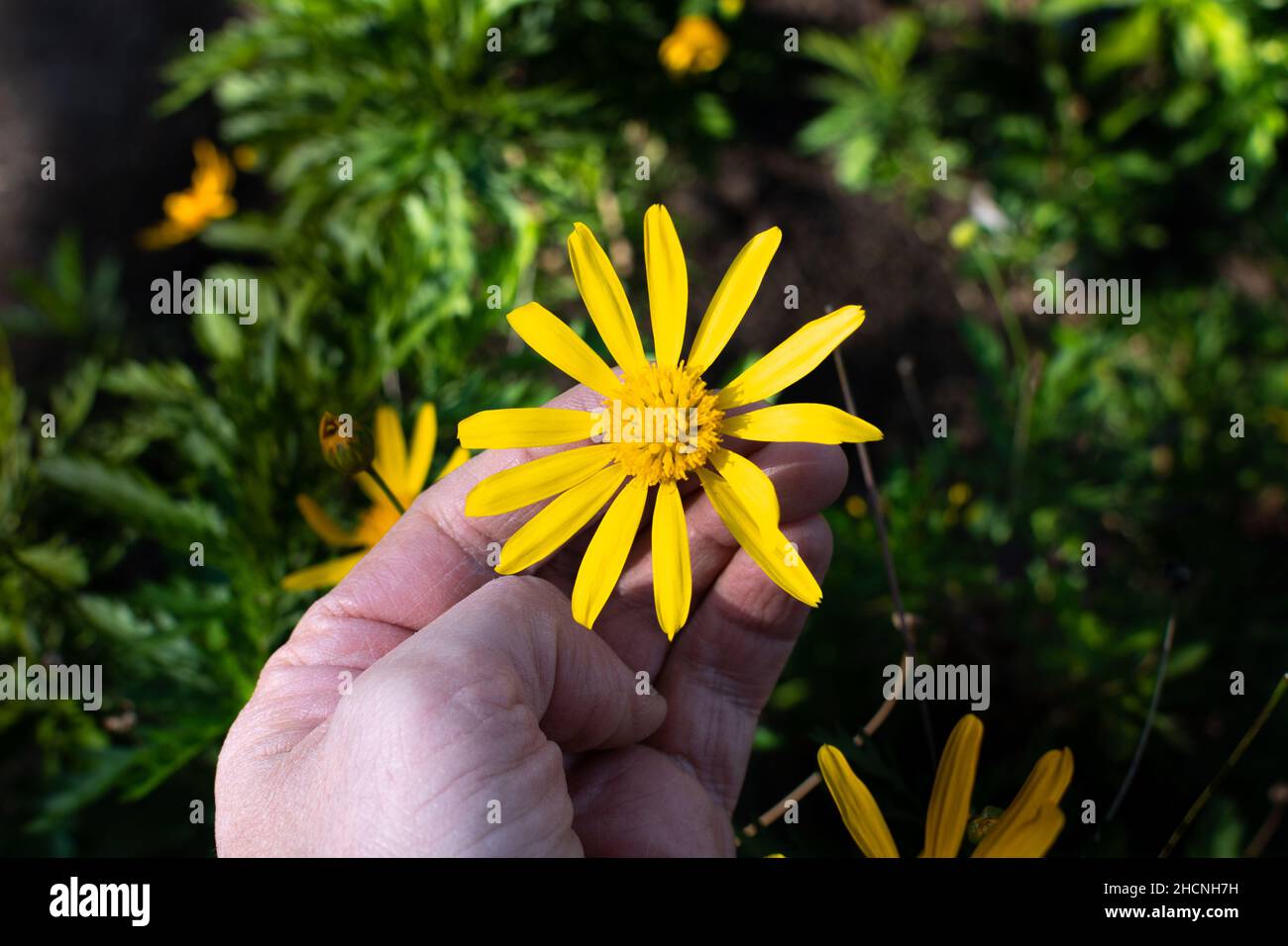 Hand taking a Euryops pectinatus (yellow daisy) Stock Photo