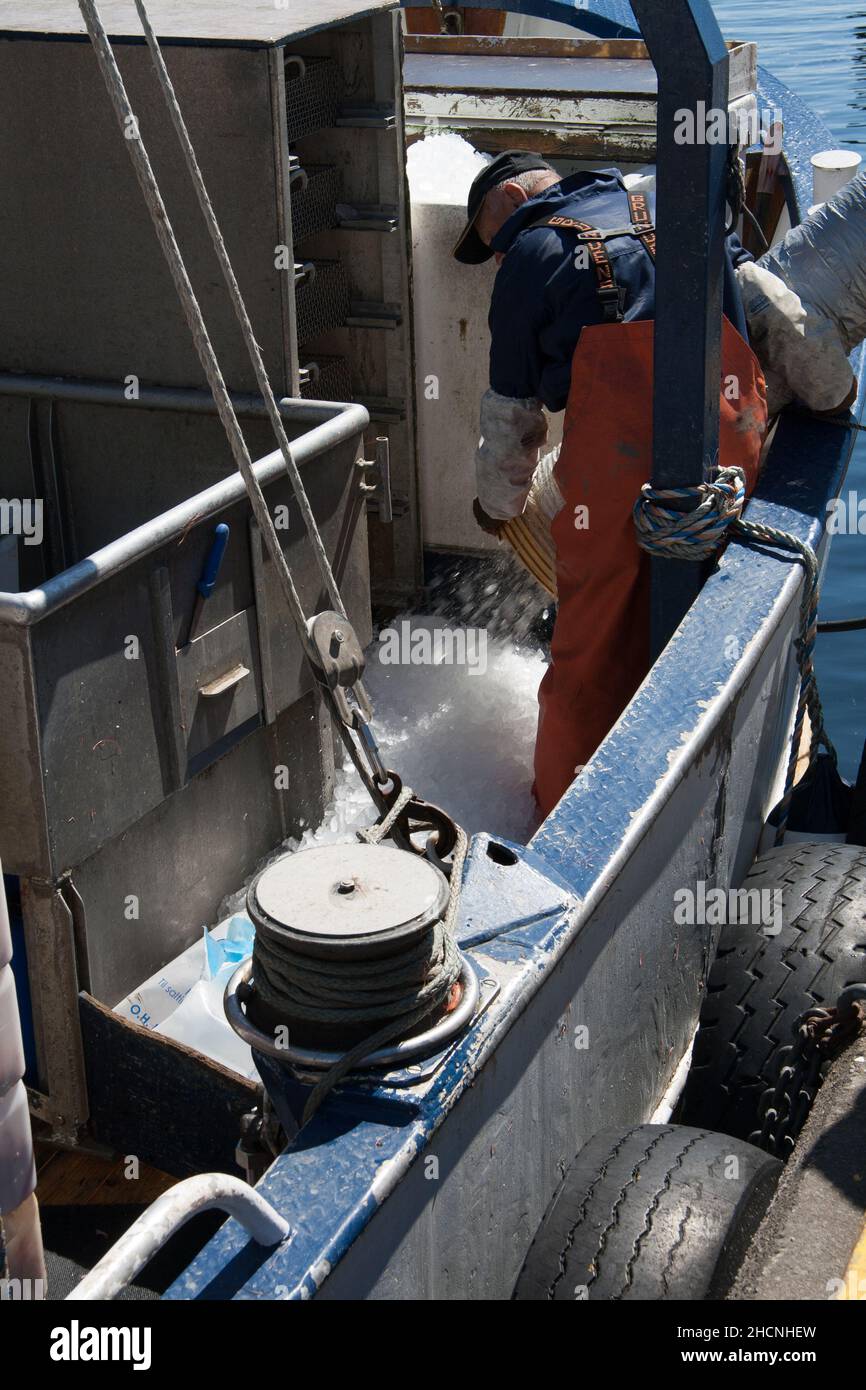 Fisherman replacing ice for fish preservation on a Norwegian fishing