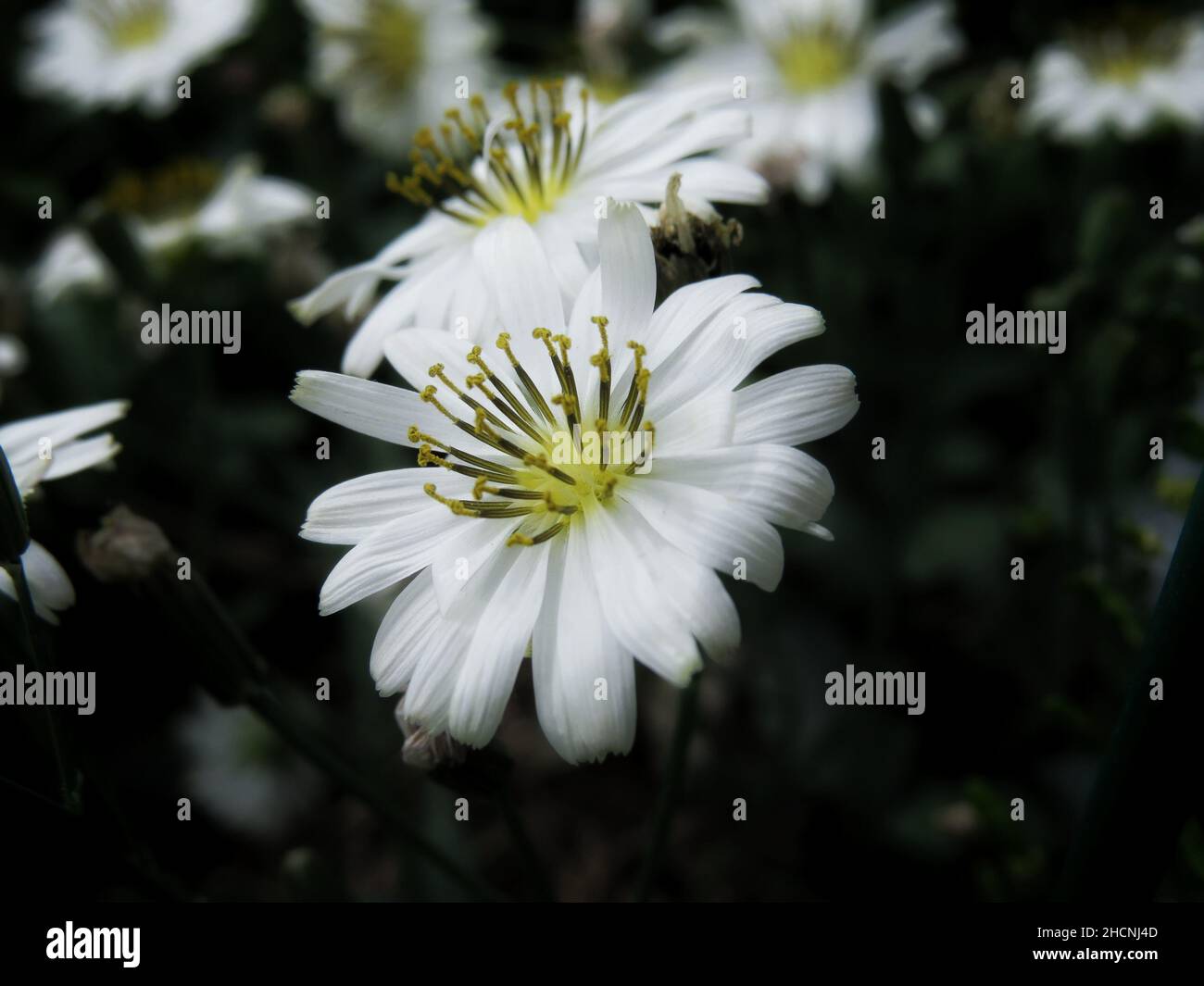 Closeup of beautiful white wildflowers in a field Stock Photo - Alamy