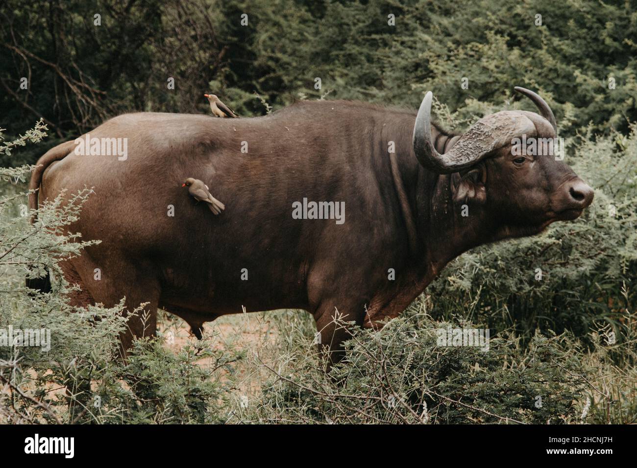 African forest buffalo hi-res stock photography and images - Alamy