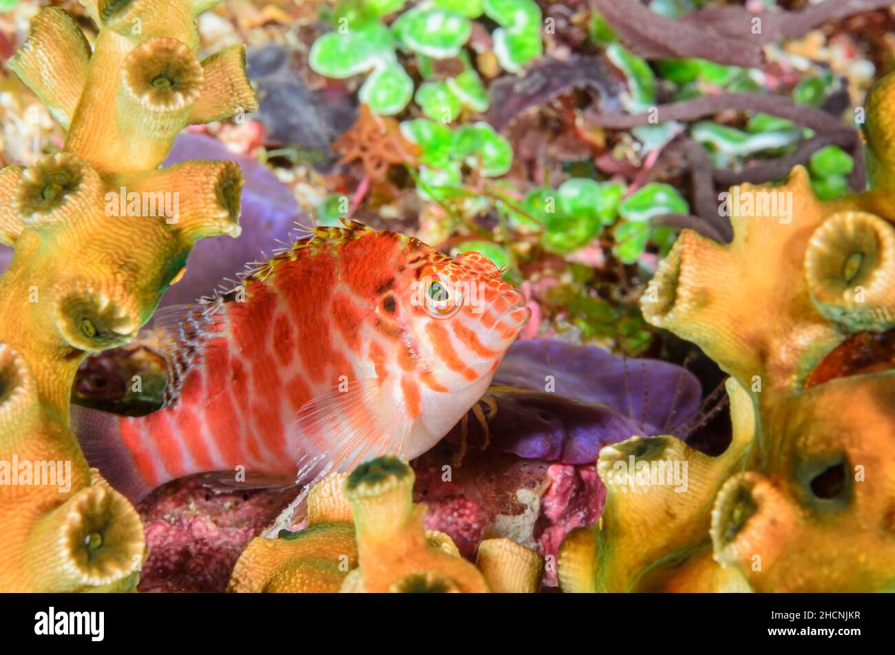 Threadfin hawkfish, Cirrhitichthys aprinus, Alor, Nusa Tenggara