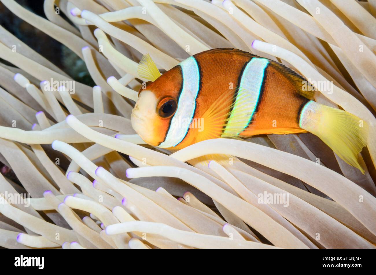 Clark's anemonefish, Amphiprion clarkii, Alor, Nusa Tenggara, Indonesia, Pacific Stock Photo