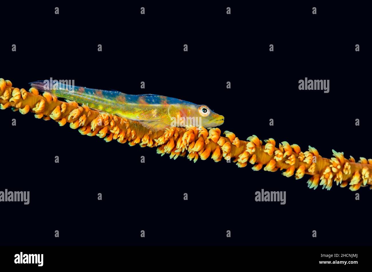 Wire coral goby, Bryanopsis yongei, on wire coral, Cirripathes anguina, Alor, Nusa Tenggara, Indonesia, Pacific Stock Photo