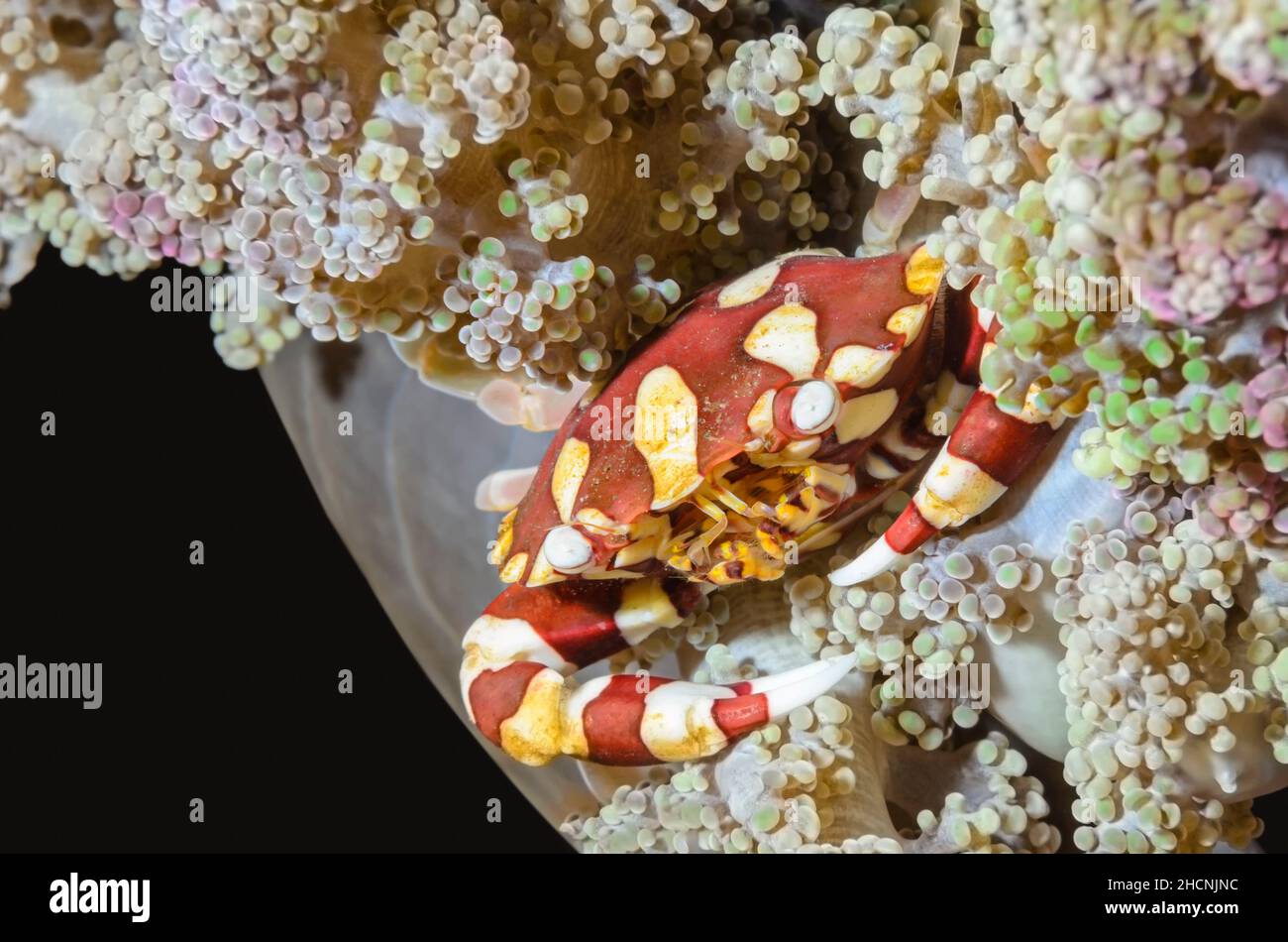 Harlequin swimming crab, Lissocarcinus laevis, Alor, Nusa Tenggara, Indonesia, Pacific Stock Photo