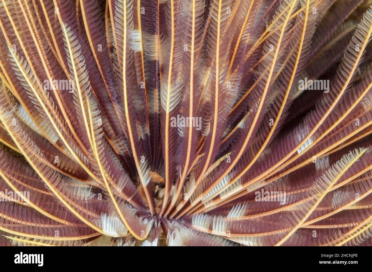 Indian Feather Duster Worm, Sabellastarte indica, Alor, Nusa Tenggara, Indonesia, Pacific Stock Photo