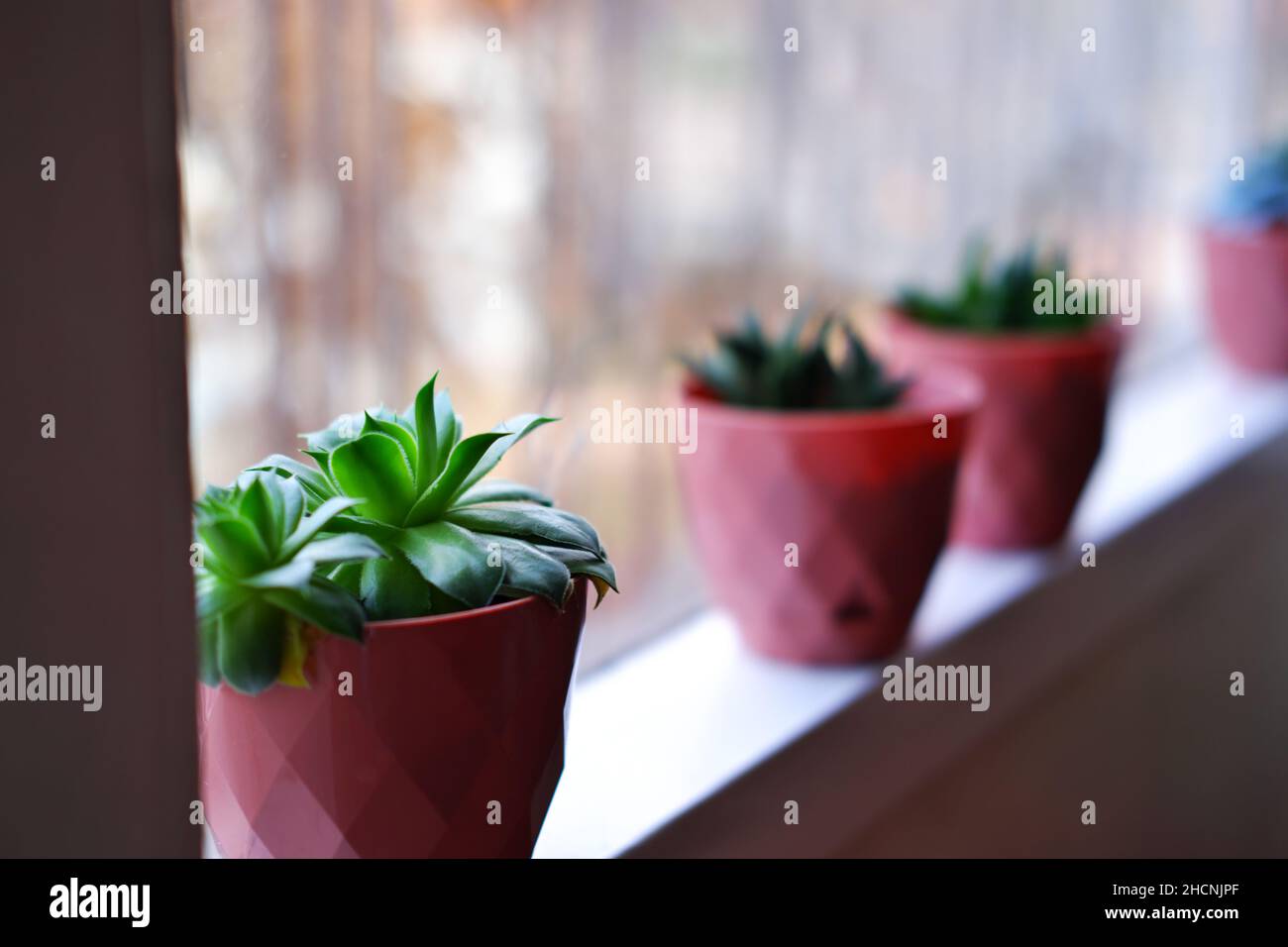 Cactus, haworthia and other small houseplants in line bookeh Stock Photo