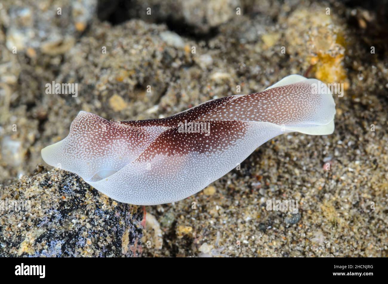 Headshield sea slug, Chelidonura amoena, Alor, Nusa Tenggara, Indonesia, Pacific Stock Photo