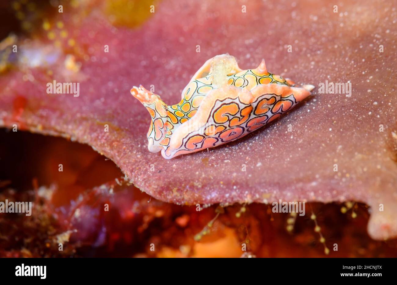 Headshield sea slug, Sagaminopteron psychedelicum, Alor, Nusa Tenggara, Indonesia, Pacific Stock Photo