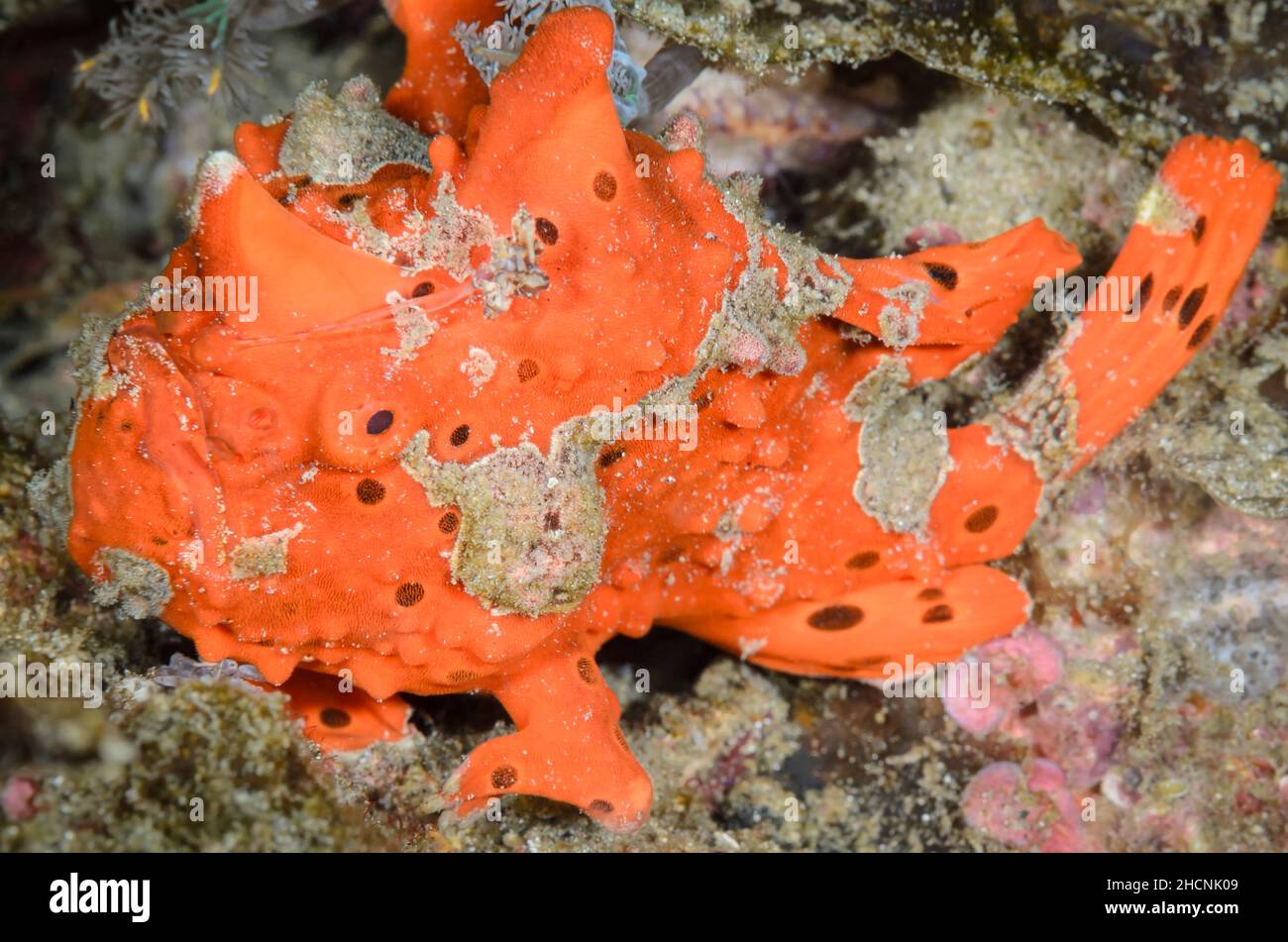 Warty frogfish, Antennarius maculatus, Alor, Nusa Tenggara, Indonesia, Pacific Stock Photo