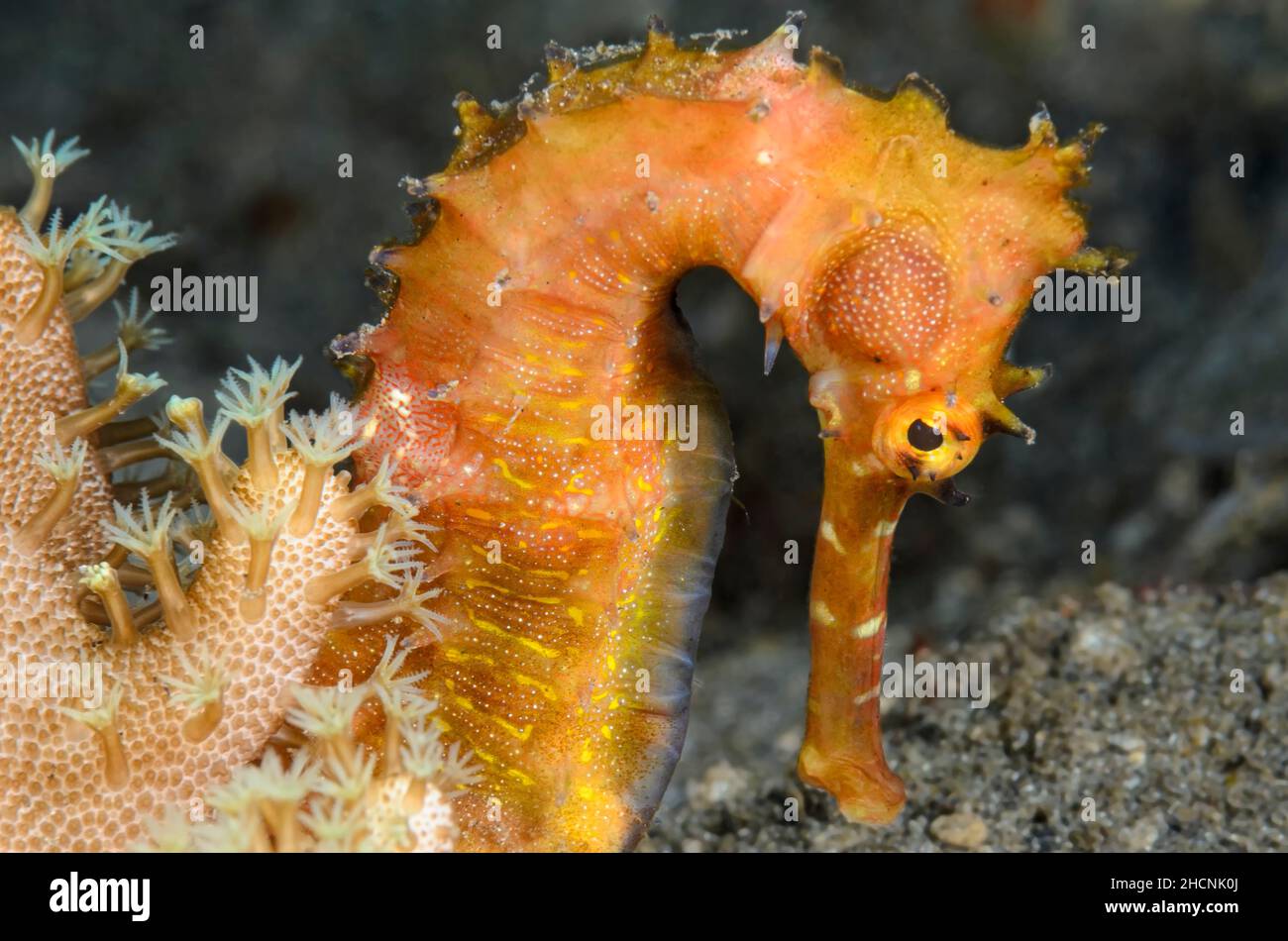Thorny seahorse, Hippocampus histrix, Alor, Nusa Tenggara, Indonesia, Pacific Stock Photo