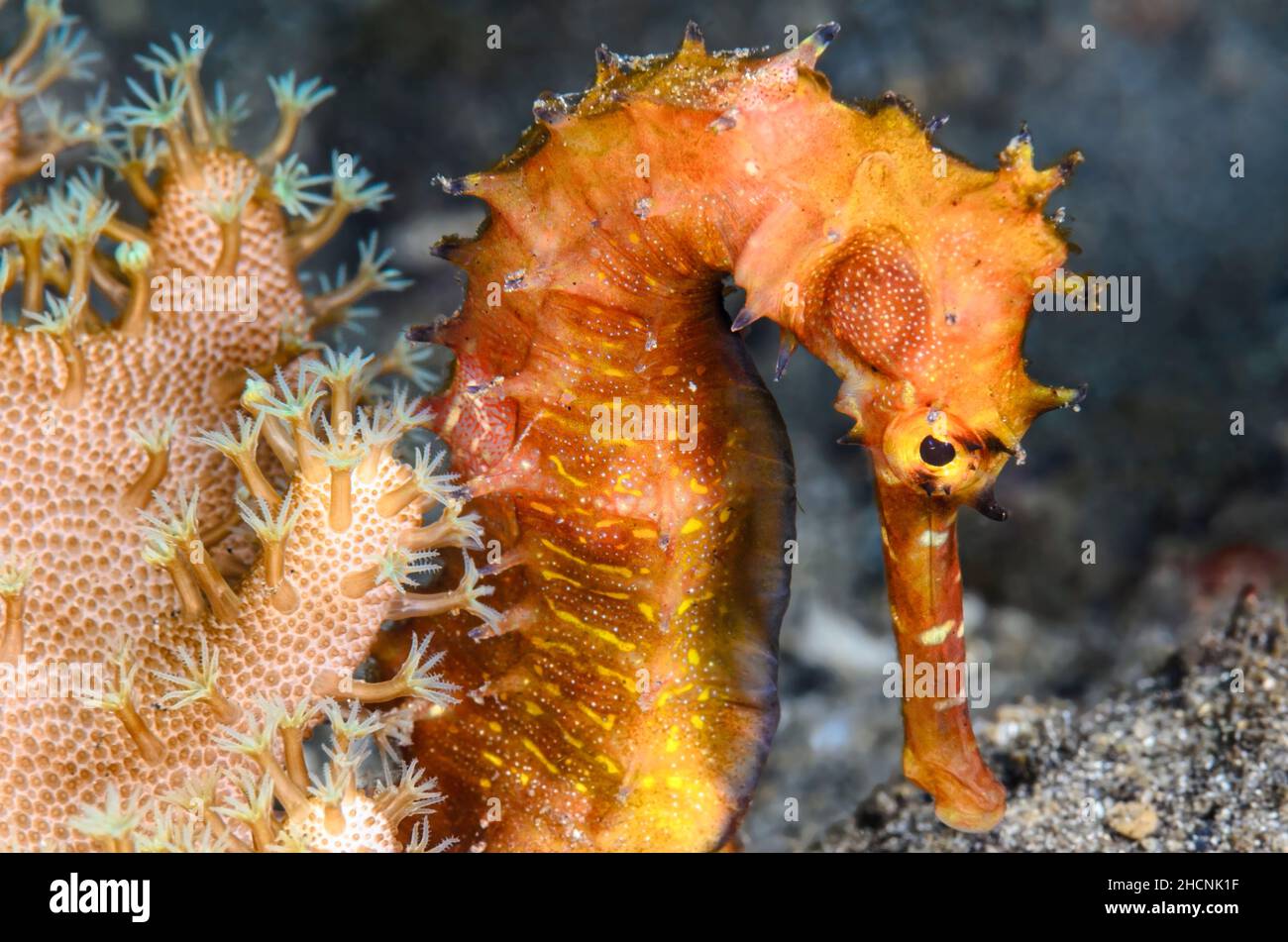 Ovoviviparous fish hi-res stock photography and images - Alamy
