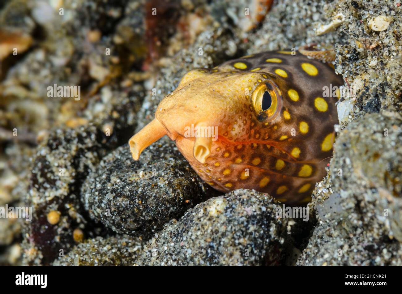 Large-spotted snake eel, Ophichthus polyophthalmus, Alor, Nusa Tenggara, Indonesia, Pacific Stock Photo