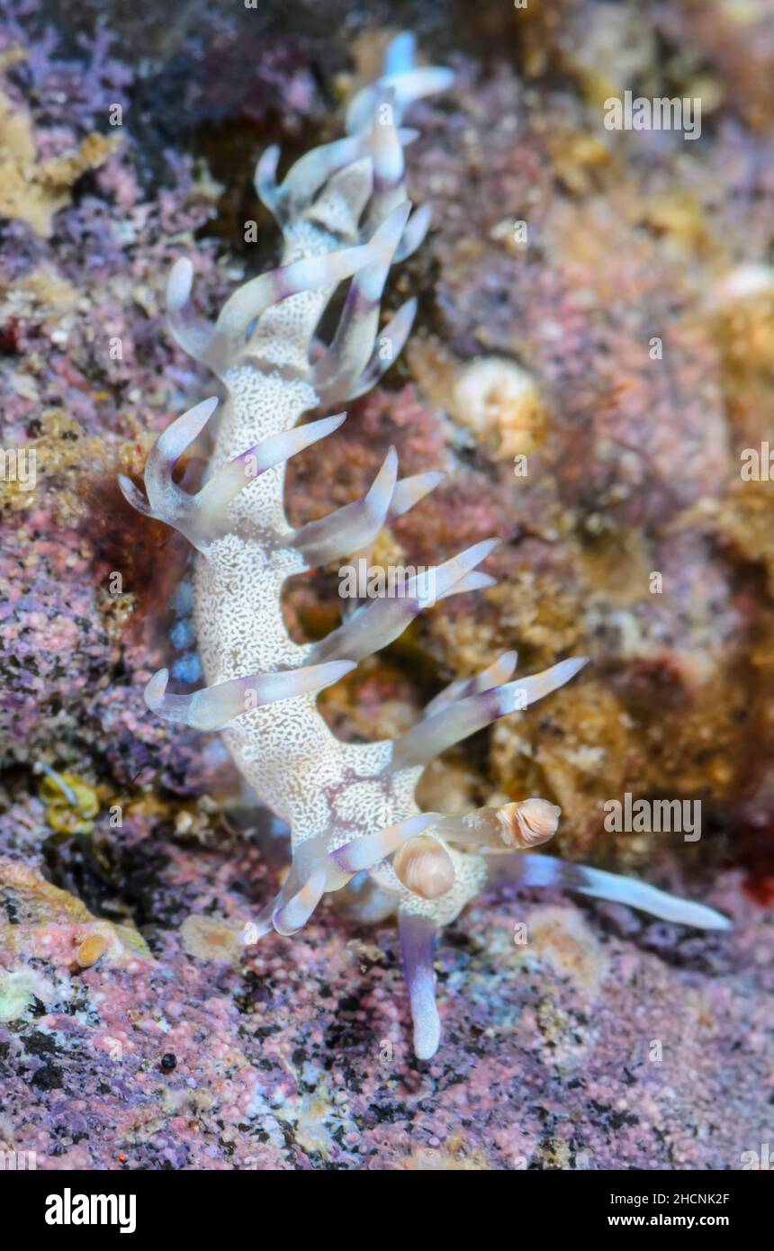 Sea slug or nudibranch, Samla riwo, Alor, Nusa Tenggara, Indonesia, Pacific Stock Photo