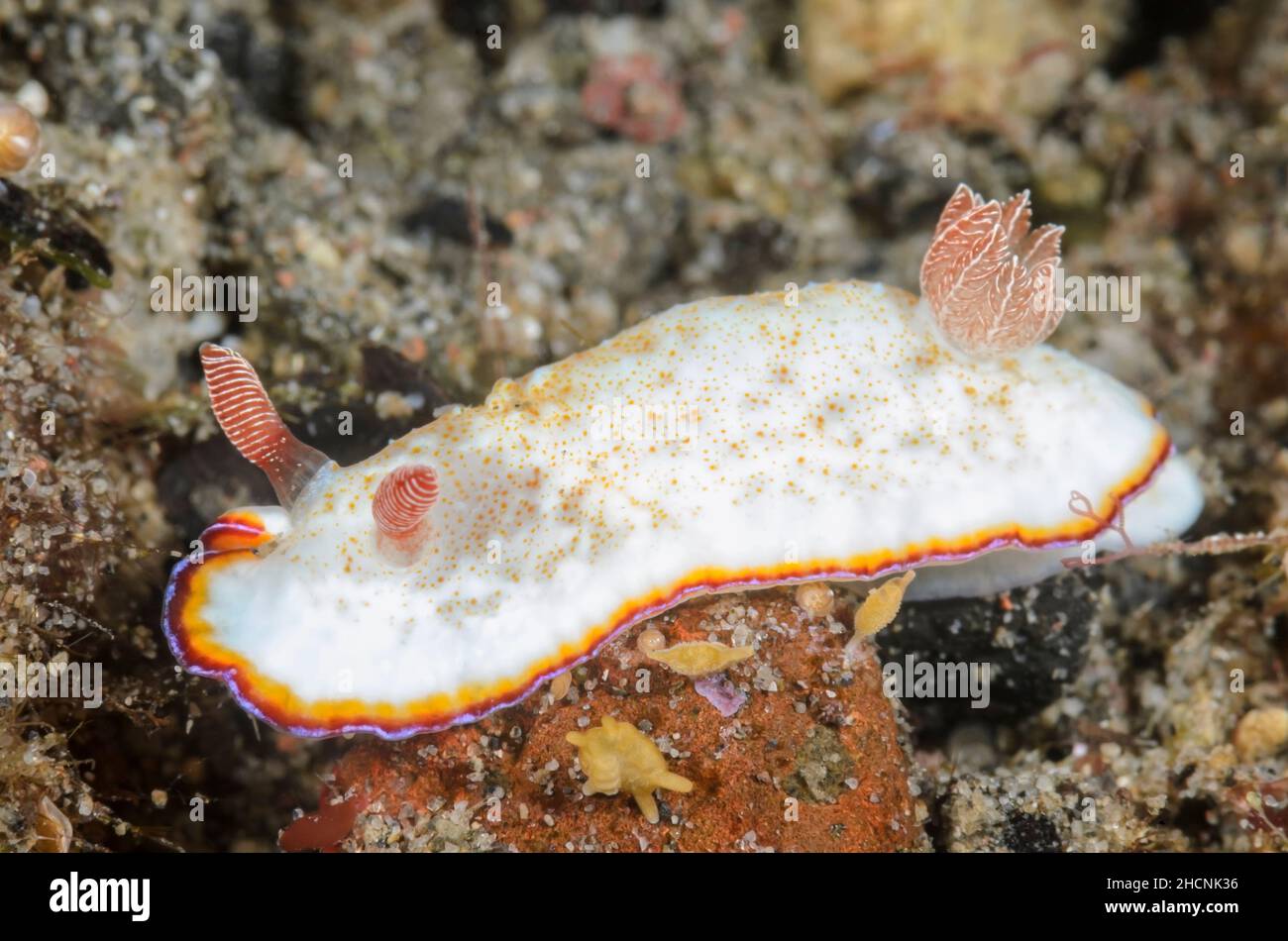 Sea slug or Nudibranch, Goniobranchus preciosus, Alor, Nusa Tenggara, Indonesia, Pacific Stock Photo
