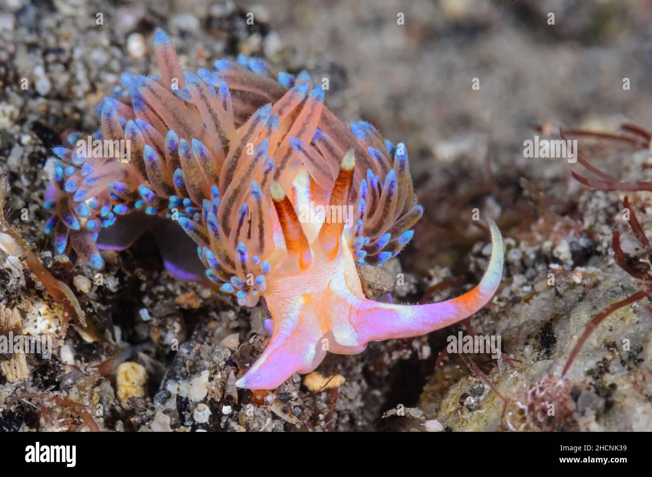 Sea slug or Nudibranch, Godiva sp., Alor, Nusa Tenggara, Indonesia, Pacific Stock Photo