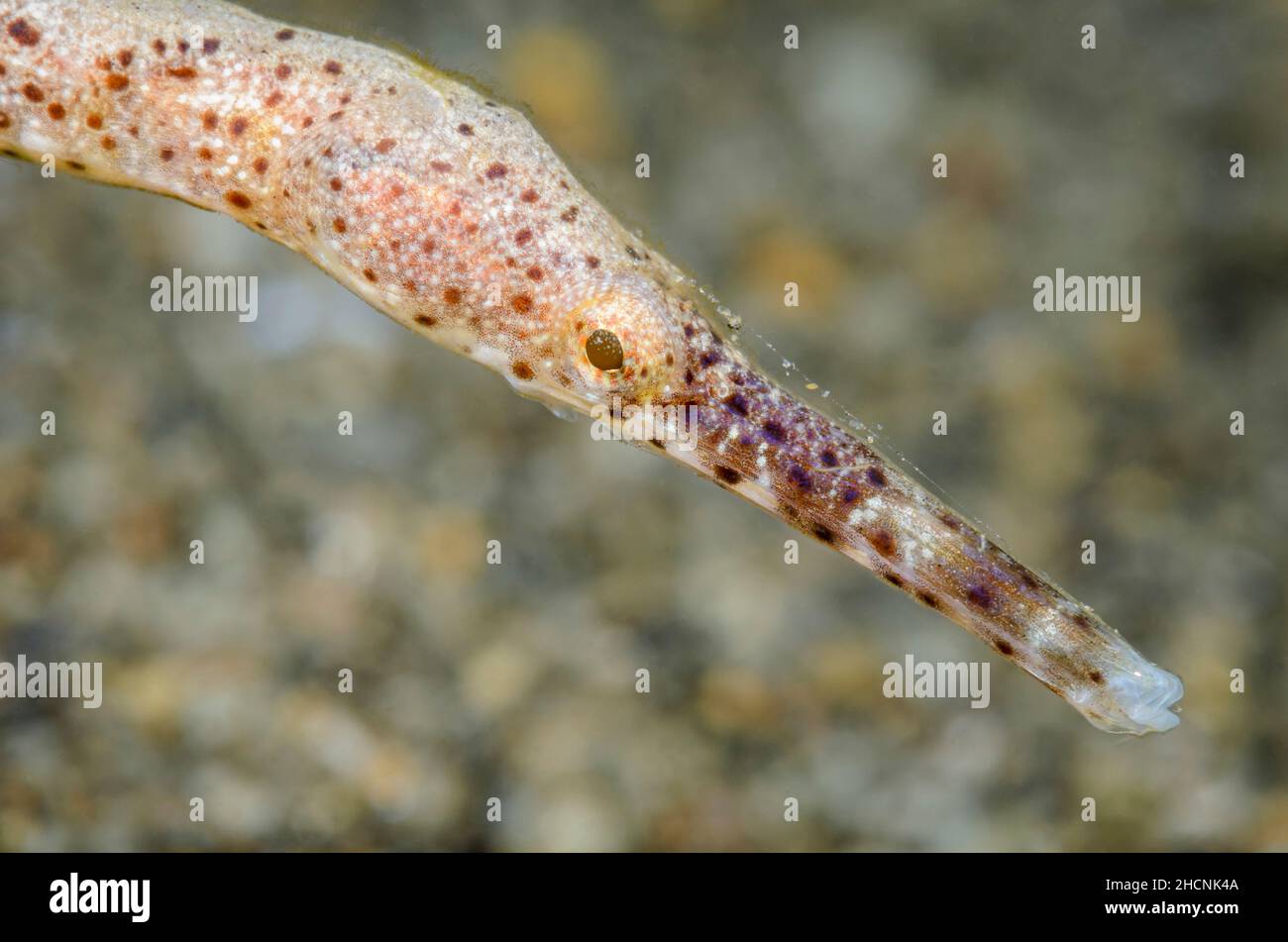 Bentstick Pipefish, Trachyrhamphus bicoarctatus, Alor, Nusa Tenggara, Indonesia, Pacific Stock Photo