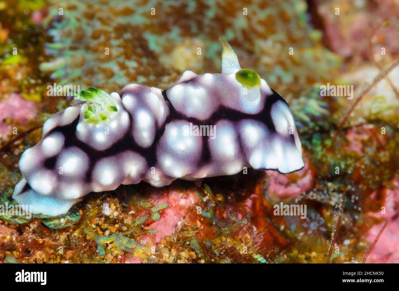 Sea slug or nudibranch, Goniobranchus geometricus, Alor, Nusa Tenggara, Indonesia, Pacific Stock Photo