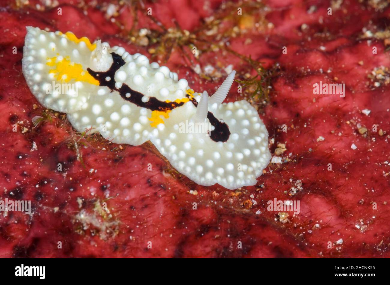 Sea slug or nudibranch, Aldisa albatrossae, Alor, Nusa Tenggara, Indonesia, Pacific Stock Photo