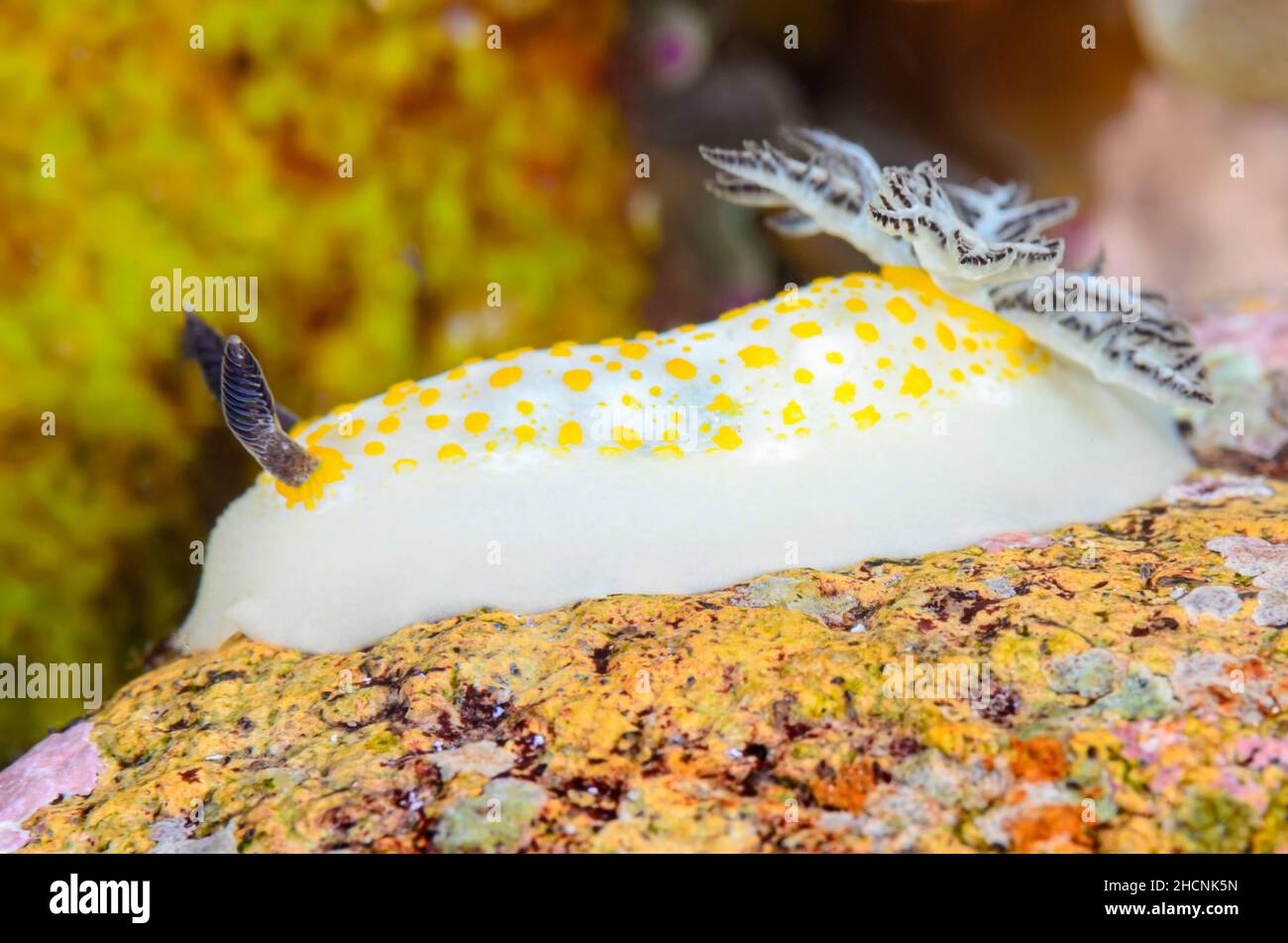 sea slug or nudibranch, Taringa halgerda, Alor, Nusa Tenggara, Indonesia, Pacific Stock Photo