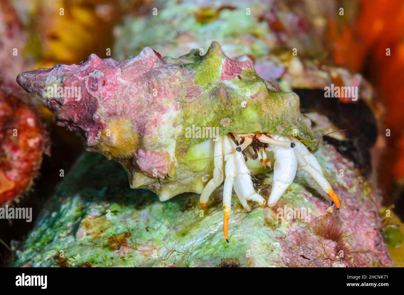 Small white hermit crab, Calcinus minutus, Alor, Nusa Tenggara, Indonesia, Pacific Stock Photo