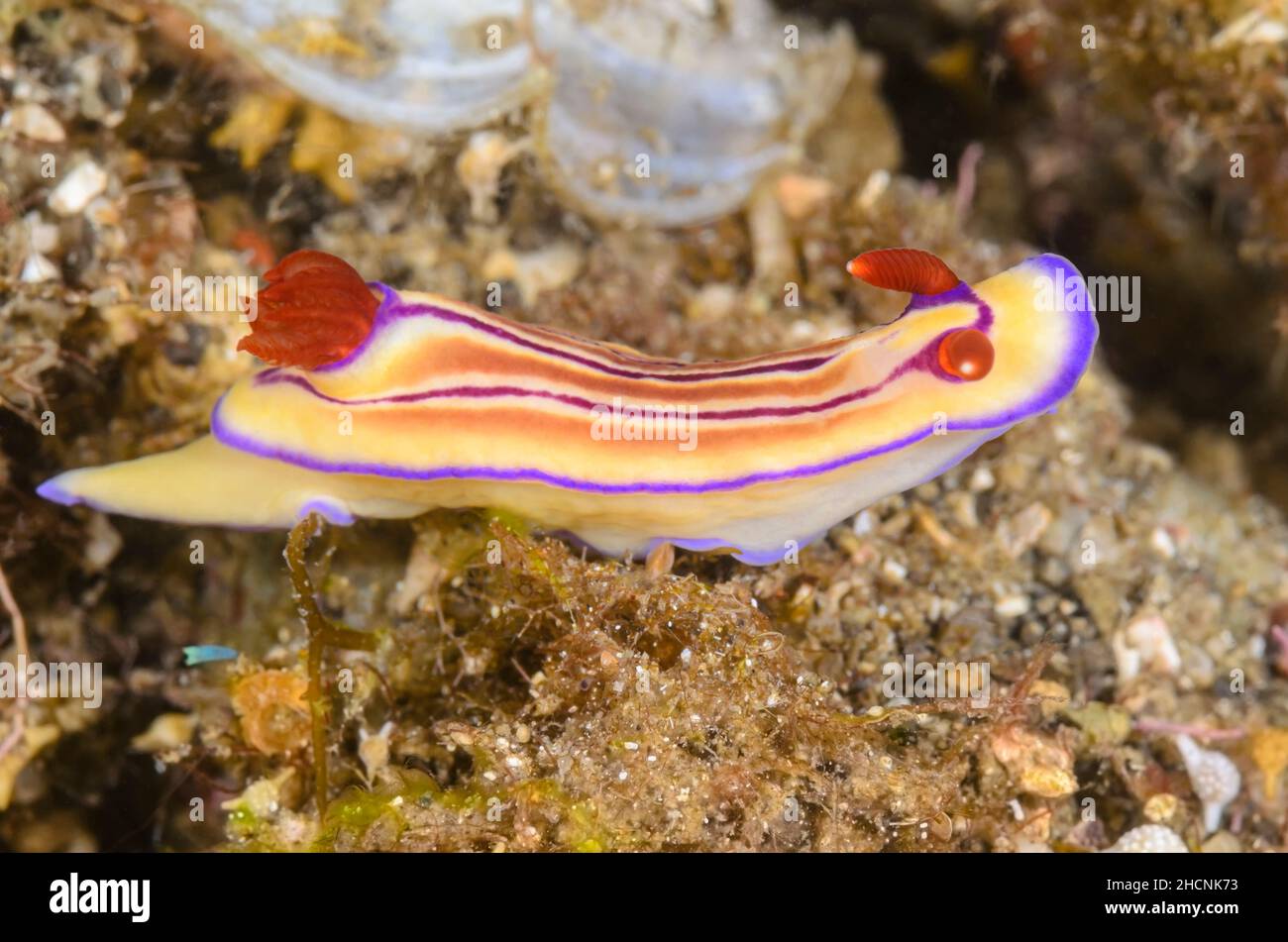 Sea slug or Nudibranch, Hypselodoris emma, Alor, Nusa Tenggara, Indonesia, Pacific Stock Photo