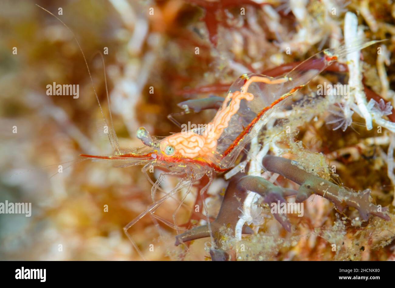 Translucent gorgonian shrimp, Manipontonia psamathe, with a Fecampid worm infestation, an endoparasitic turbellarian. Alor, Nusa Tenggara, Indonesia, Stock Photo
