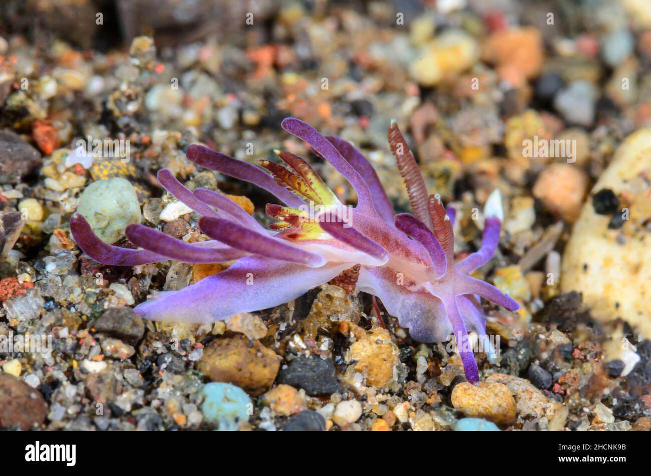 Nudibranch, Ceratodoris kendi, Alor, Nusa Tenggara, Indonesia, Pacific Stock Photo