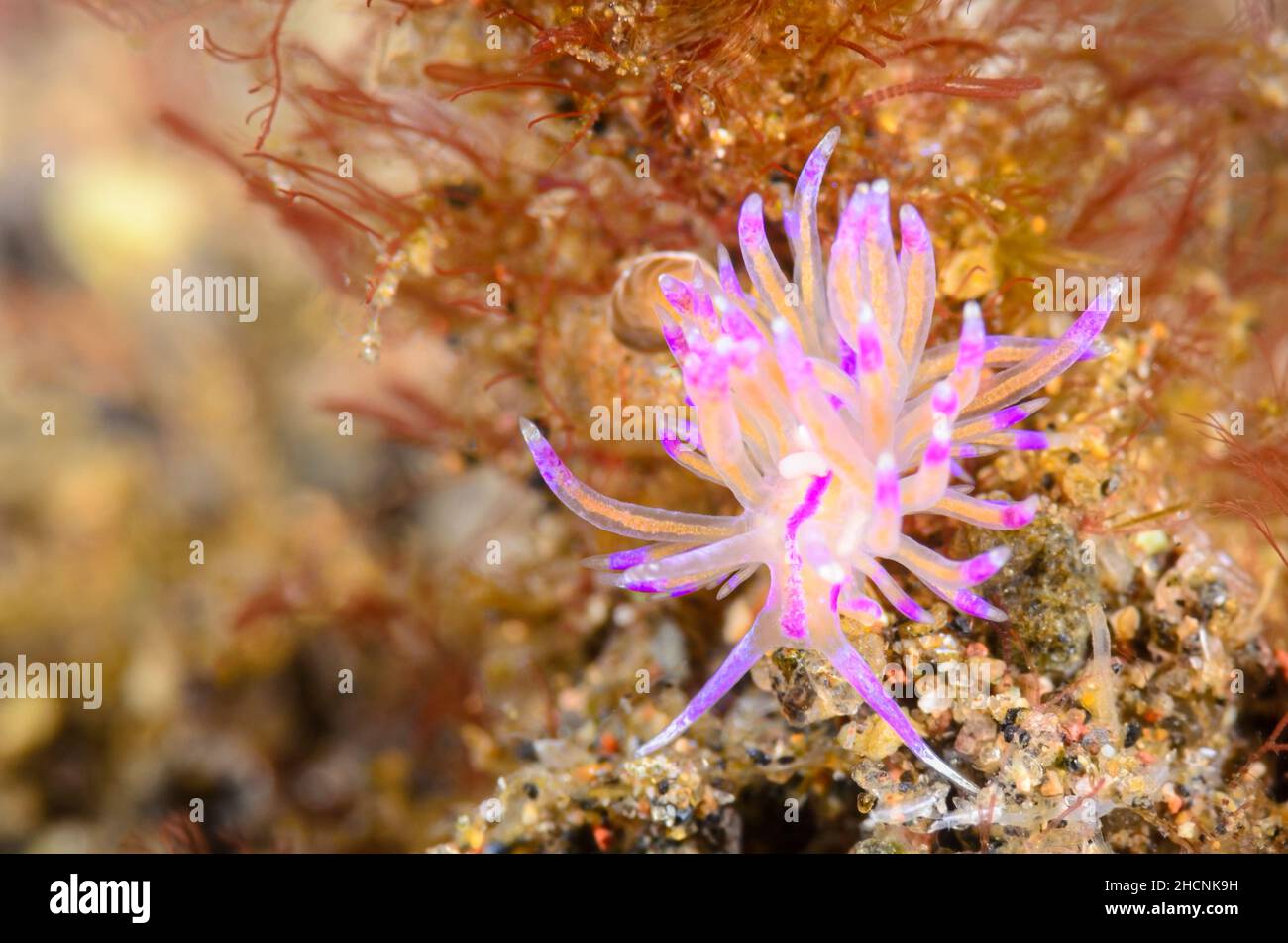 Sea slug or nudibranch, Unidentia sp., Alor, Nusa Tenggara, Indonesia, Pacific Stock Photo