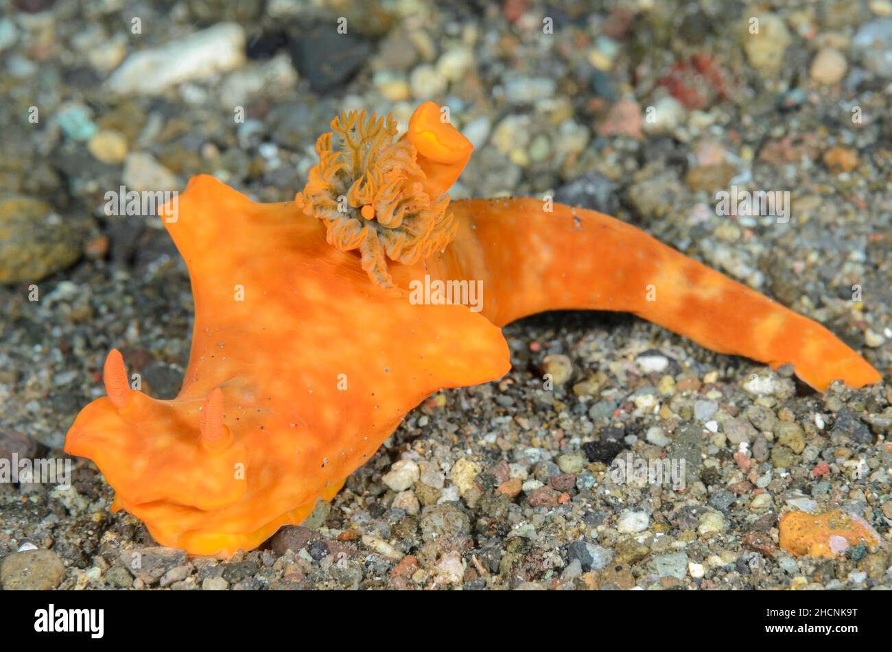 sea slug or nudibranch, Ceratosoma gracillimum, Alor, Nusa Tenggara, Indonesia, Pacific Stock Photo