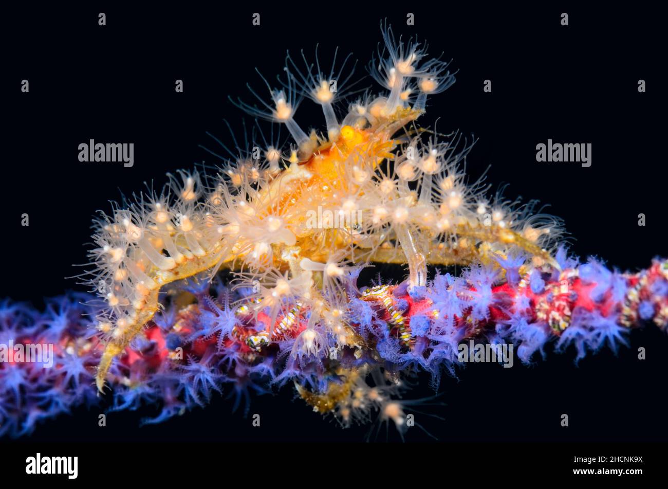 Hydroid decorator crab, Hyastenus sp. uses hydroids for camouflage and defense, Alor, Nusa Tenggara, Indonesia, Pacific Stock Photo