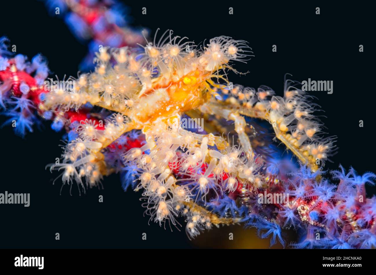 Hydroid decorator crab, Hyastenus sp. uses hydroids for camouflage and defense, Alor, Nusa Tenggara, Indonesia, Pacific Stock Photo