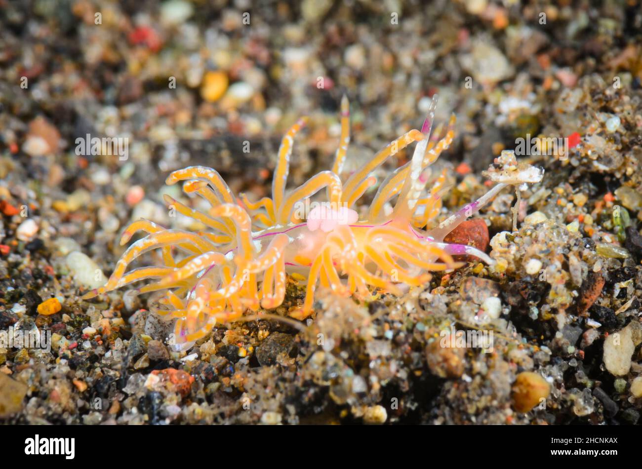 Aeolid nudibranch, Unidentia sp., Alor, Nusa Tenggara, Indonesia, Pacific Stock Photo