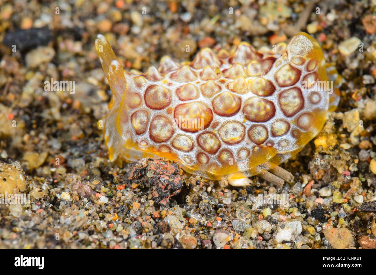 Juvenile Side-gilled sea slug, Pleurobranchus forskalii, Alor, Nusa Tenggara, Indonesia, Pacific Stock Photo